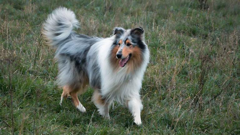 Ein eleganter Blue Merle Langhaarcollie mit charakteristischer Fellzeichnung und buschigem Schwanz, der aufmerksam über eine Wiese läuft.
