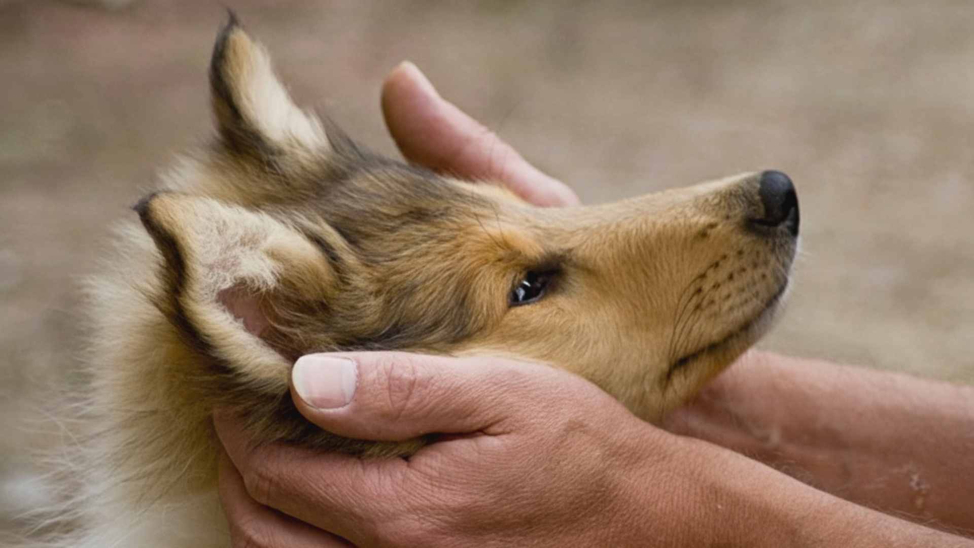 Ein süßer Langhaarcollie Welpe blickt vertrauensvoll - ein wichtiger Aspekt, wenn Sie Collie Welpen kaufen.