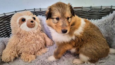 Alternativtext (ALT-Text): Ein flauschiger, sable-farbener Langhaarcollie Welpe sitzt in einem weichen Korb und blickt vertrauensvoll in die Kamera. Dieses Bild unterstreicht die Wichtigkeit, beim Collie Welpen kaufen auf eine gute Sozialisierung und einen seriösen Züchter zu achten.