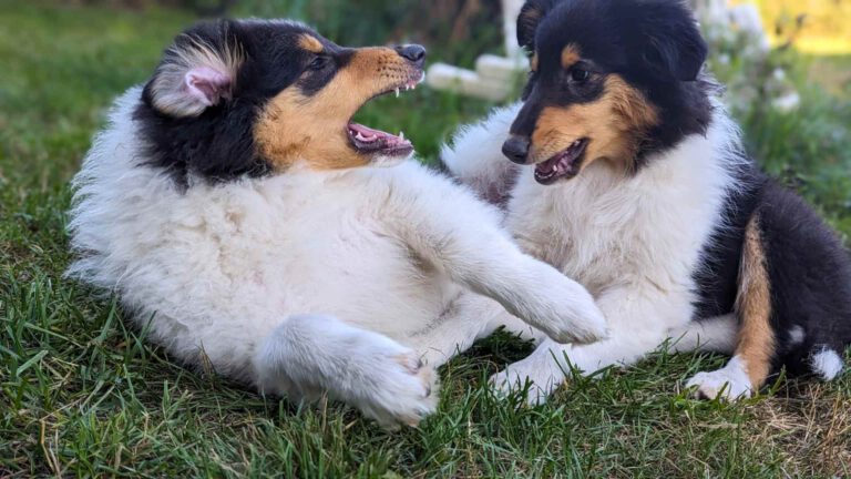 Ein gesunder, erwachsener Langhaarcollie in eleganter Bewegung, repräsentativ für eine gute Langhaarcollie Gelenkgesundheit.