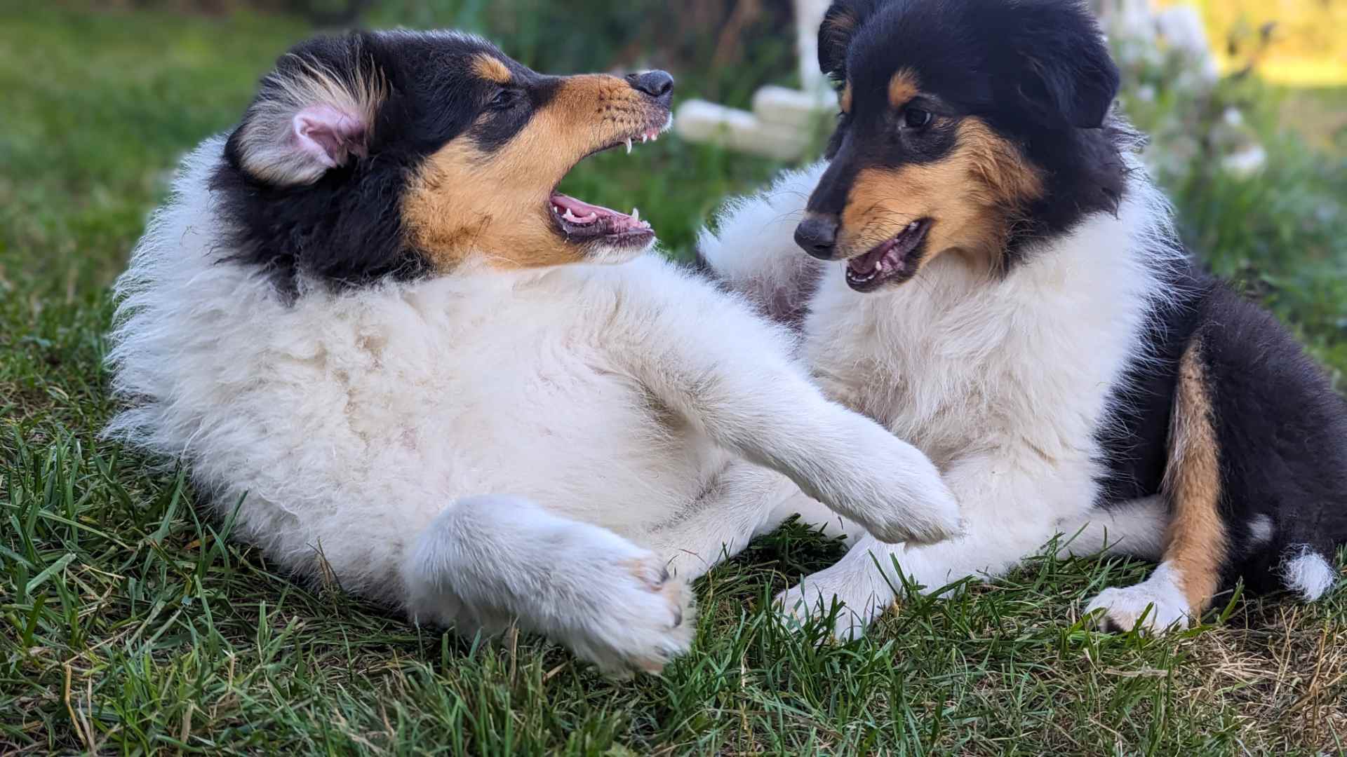 Ein gesunder, erwachsener Langhaarcollie in eleganter Bewegung, repräsentativ für eine gute Langhaarcollie Gelenkgesundheit.