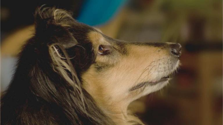Langhaarcollie Nachteile - ein sensibler Collie blickt nachdenklich nach oben und symbolisiert die feinfühlige Seele der Rasse.