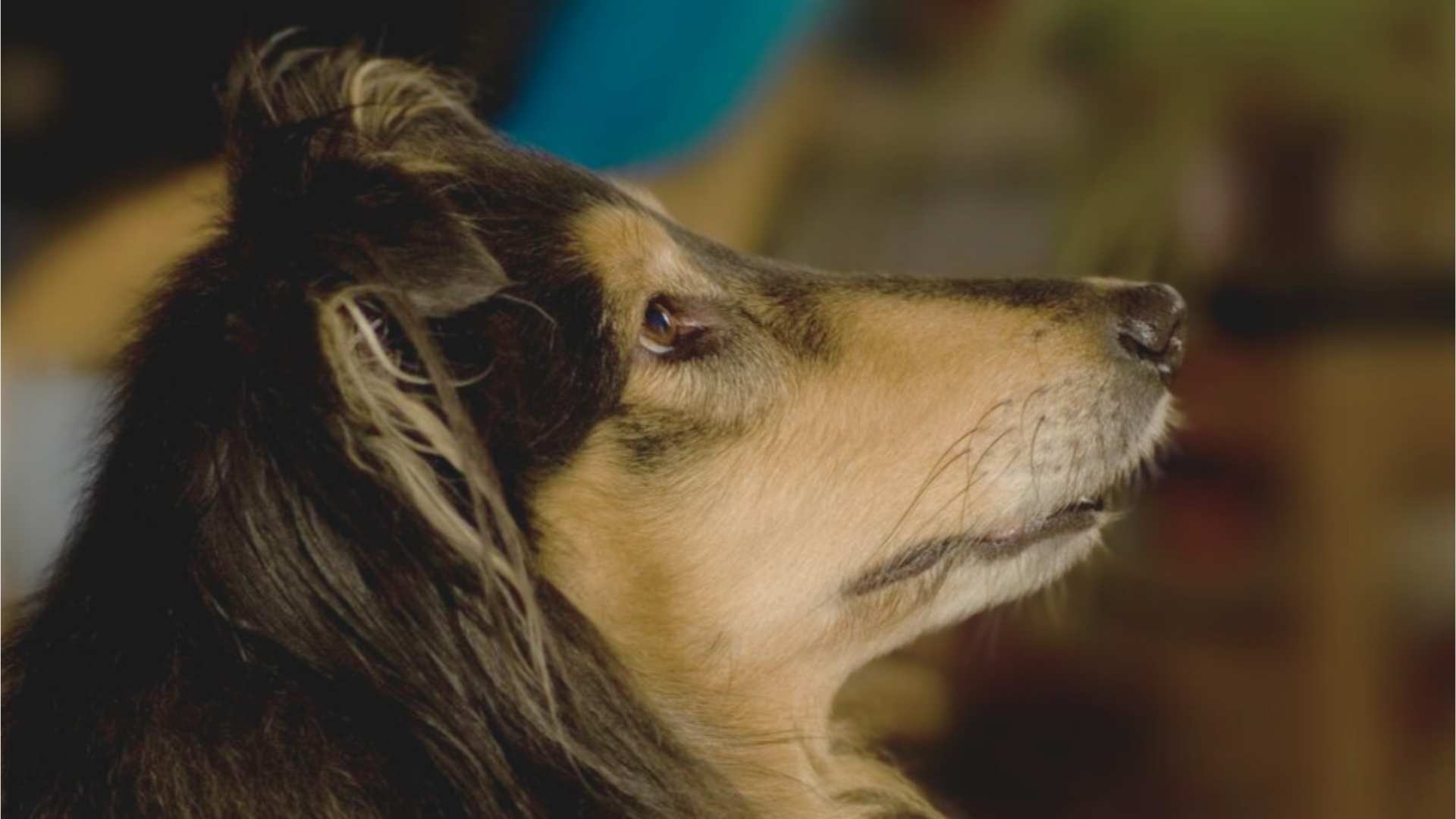 Langhaarcollie Nachteile - ein sensibler Collie blickt nachdenklich nach oben und symbolisiert die feinfühlige Seele der Rasse.