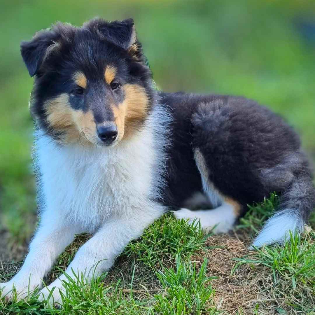 Prävention für Langhaarcollie Gelenkgesundheit: Welpen-Bewegung Ein Langhaarcollie-Welpe spielt auf einer Wiese als Symbol für präventive Langhaarcollie Gelenkgesundheit.