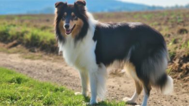 Ein eleganter Tricolour Langhaarcollie mit tiefschwarzem Fell, satten kupferfarbenen Loh-Abzeichen und strahlend weißer Brust, der aufmerksam auf einem Feldweg steht.