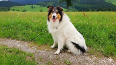 Ein majestätischer weißer Langhaarcollie mit einem farbigen Tricolour-Kopf und klaren, dunklen Augen, der die wahre Schönheit und genetische Gesundheit dieser Farbvariante repräsentiert.