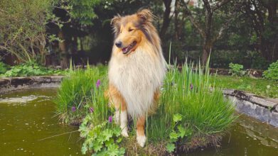 Einen Langhaarcollie beschäftigen: Ein glücklicher Collie genießt die Kopfarbeit und den Pfotenspaß in der Natur.