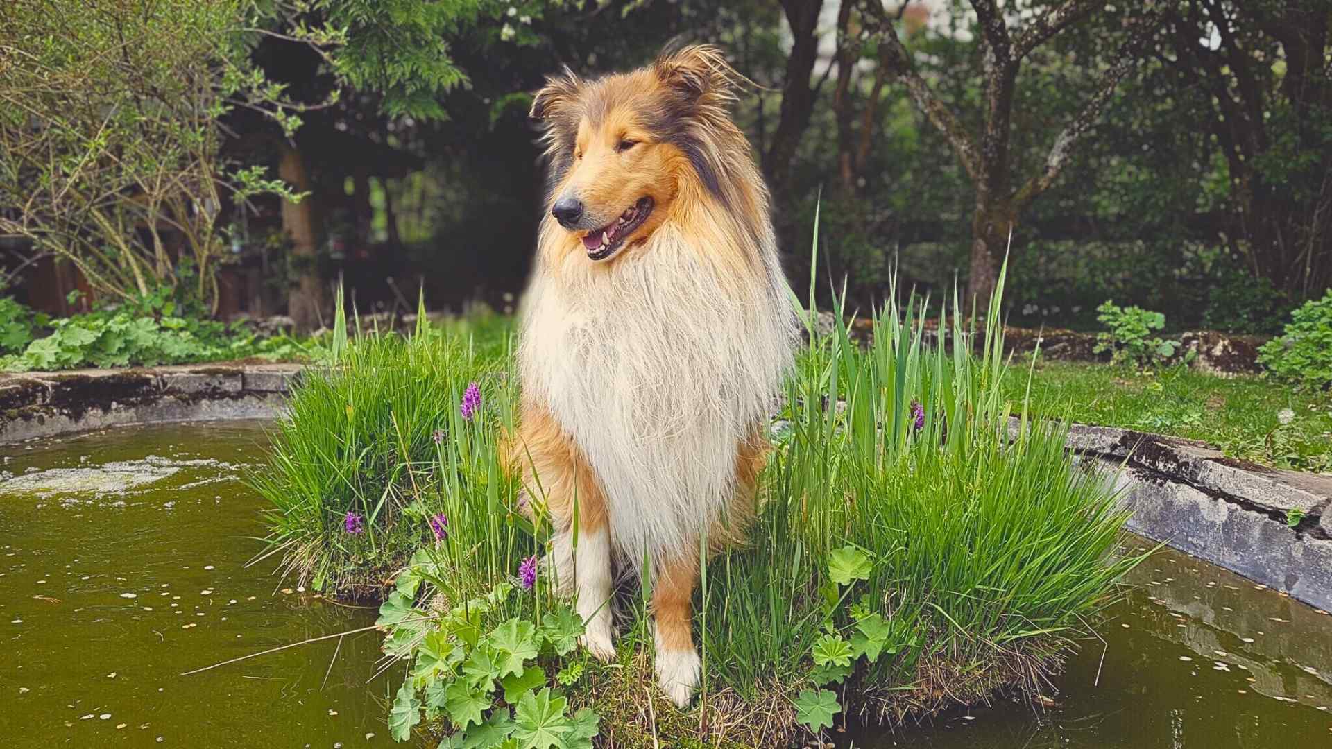 Einen Langhaarcollie beschäftigen: Ein glücklicher Collie genießt die Kopfarbeit und den Pfotenspaß in der Natur.